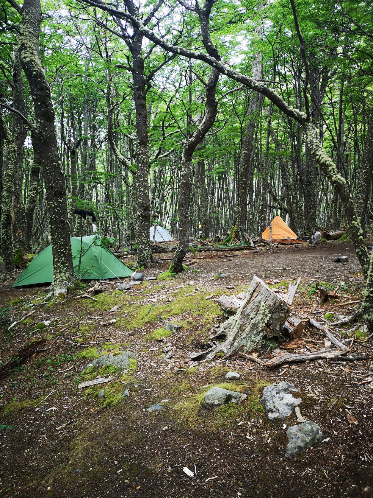 torres del paine, campamento perros