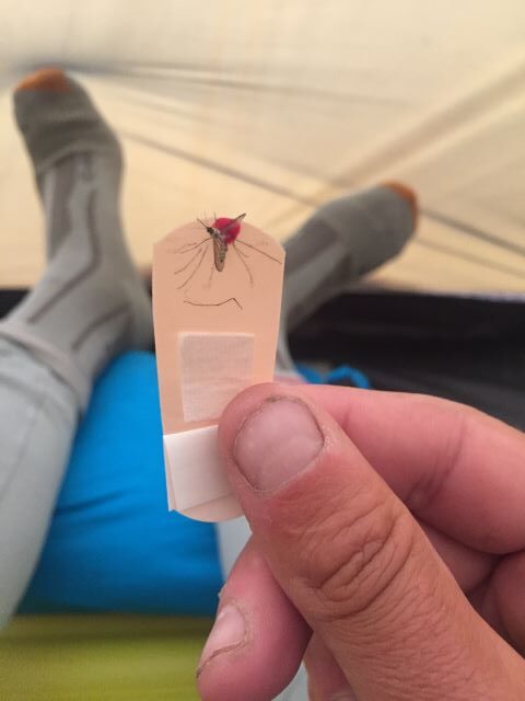 PCT Mosquito