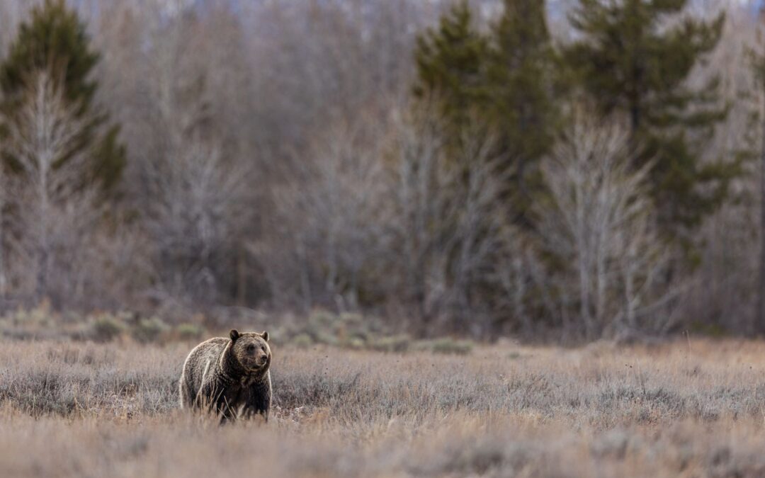 Alla ricerca del grizzly nel Grand Teton National Park