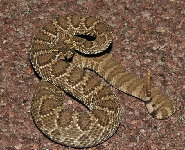 mojave rattlesnake