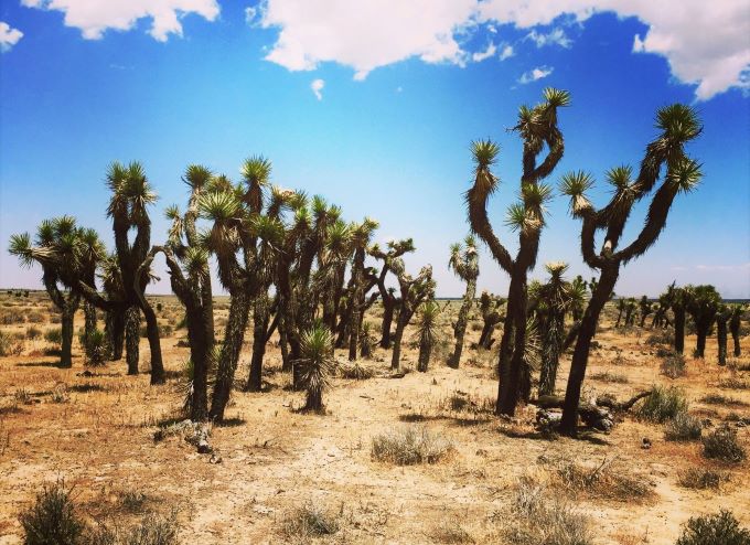 campeggio libero deserto del Mojave