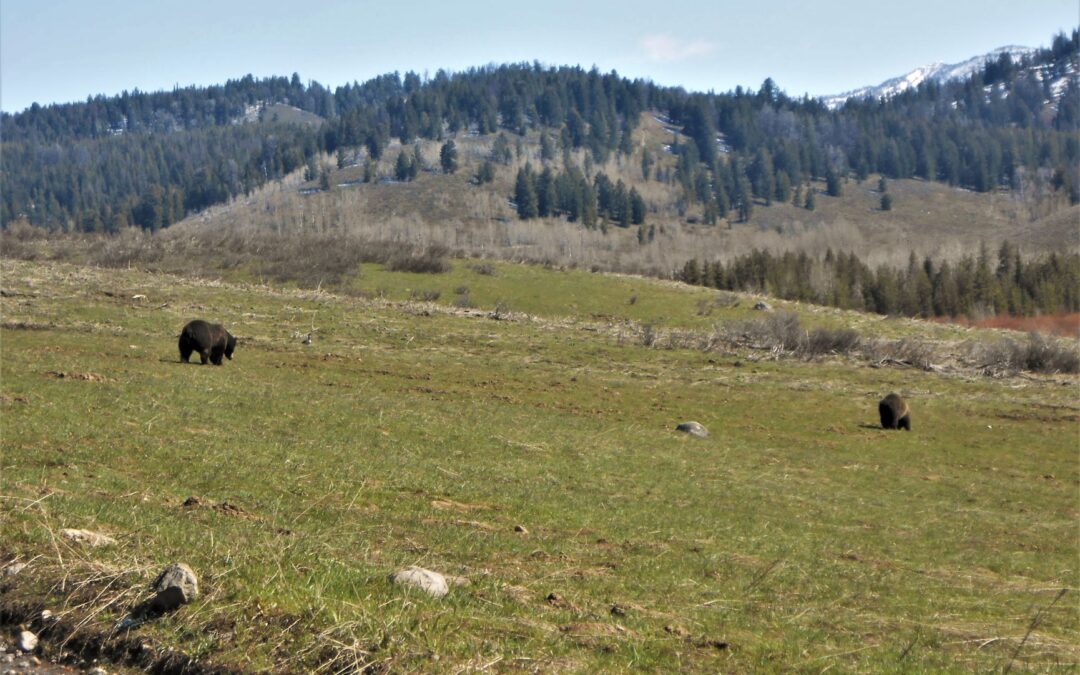 Cosa fare se si incontra un orso (o NON fare)