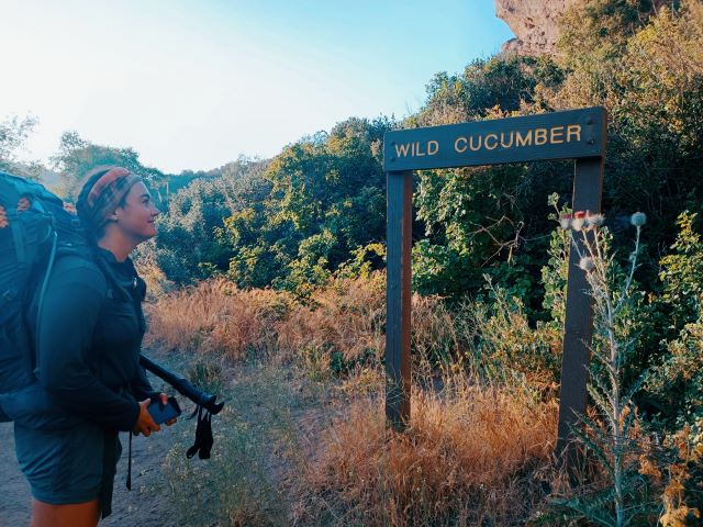 PCT Section Wild Cucumber