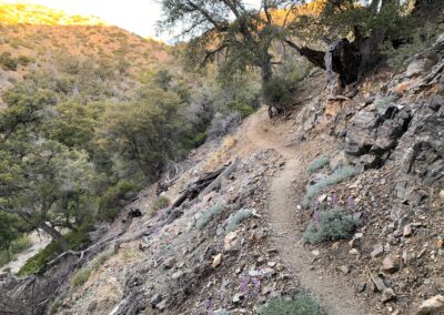 PCT Desert Section