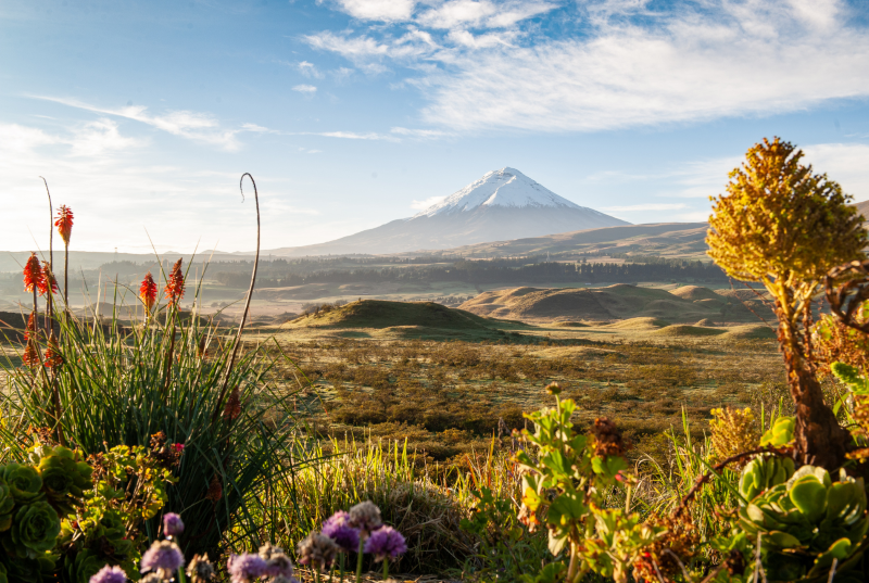 Tambopaxi