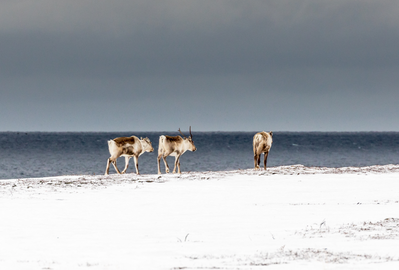 Varanger; Finnmark